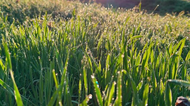 Tiny water droplets cling to fresh blades of grass in the early light. This magical scene inspires a sense of purity and quiet wonder as the day begins.