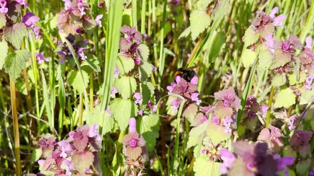 A busy bumblebee collects nectar from tiny purple blossoms in a lush field. This lively scene captures the gentle harmony and industrious spirit of nature in springtime.