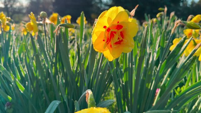 A vibrant yellow daffodil with a bright orange center glows in the morning sun. The soft dew on the green leaves creates a fresh and cheerful feeling. This beautiful flower brings joy to the garden.