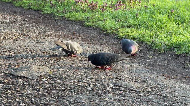 Three pigeons search for crumbs on a gravel walkway. The peaceful park setting with soft grass feels calm and natural. These urban birds enjoy a quiet morning in the garden.