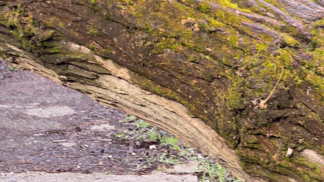 A thick, moss-covered tree trunk rests precariously on the sharp metal spikes of an old fence. The scene feels heavy and forgotten as nature and man-made barriers collide in a quiet forest.