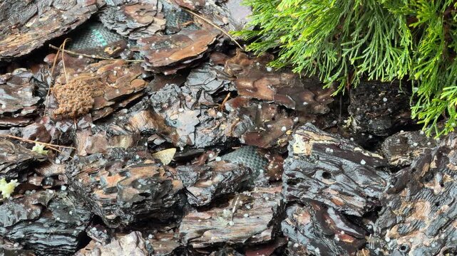 Cold hailstones blanket the dark, wet garden mulch during a sudden storm. The bright green leaves provide a cheerful contrast to the chilly ice. This scene captures a quiet, wintry mood in nature.