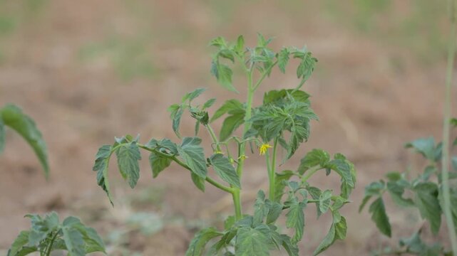 A young tomato plant with green leaves and a small yellow flower growing in soil.