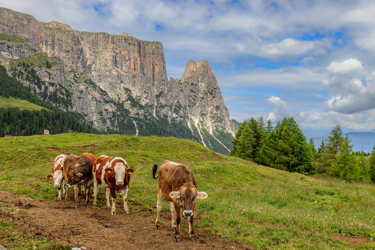 Cows in front of the peaks of the Schlern on the Seiser Alm, Dolomites, South Tyrol, Italy.
