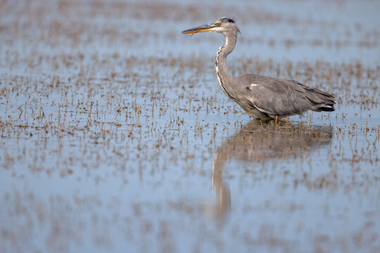 Grey heron (Ardea cinerea) hunting in a lagoon in the nature protection area Marais du Vigueirat in the Camargue, France.