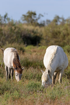 Camargue horses in the wild in the Camargue, France.