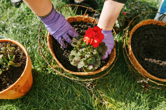 Hands planting red flower into pot surrounded by garden tools
