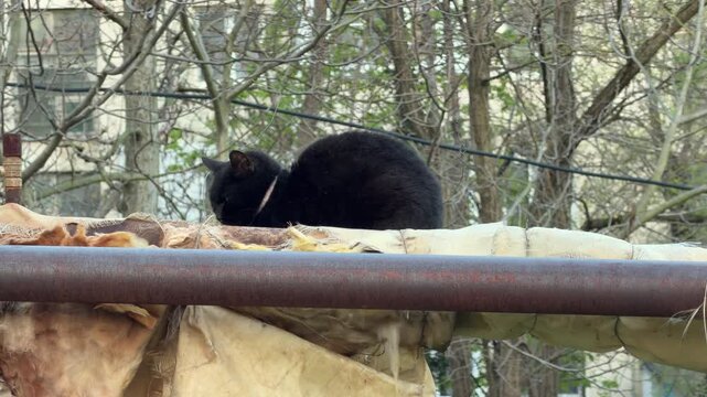 A fluffy black cat sits peacefully on a thick, wrapped pipe among the trees. The scene feels calm and cozy as the cat finds a warm, high spot to nap in the city.