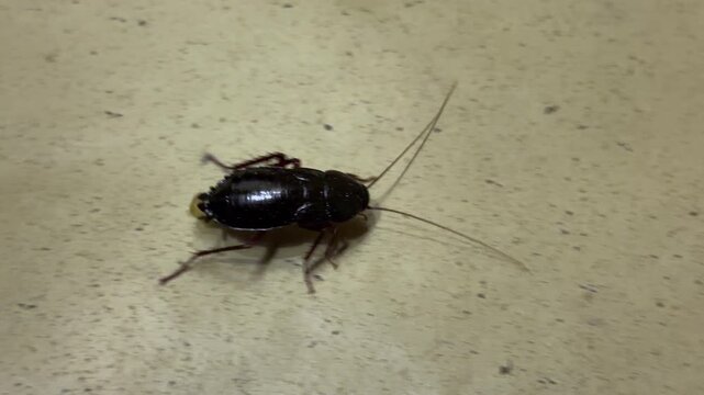 A large, dark cockroach scurries across a red and yellow tiled surface. The sight of this pest indoors often triggers a feeling of sudden alarm or disgust in the home.