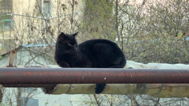 A beautiful black cat sits peacefully on a large, insulated pipe. The feline looks curious and content against a soft backdrop of spring trees. This quiet moment feels serene and observant.