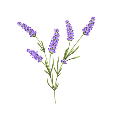 Hand drawn lavender bush vector illustration isolated