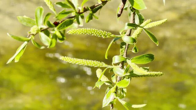 Fuzzy green catkins and fresh leaves grow on a willow branch over sparkling water. The bright sunlight creates a cheerful and hopeful feeling. This calm scene celebrates the gentle arrival of spring.