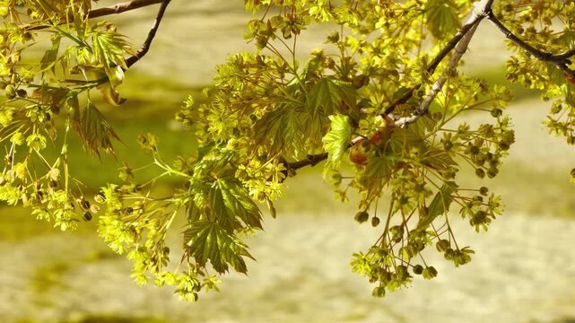 Soft yellow buds and green leaves bloom on a branch above a sunlit stream. The warm, golden light creates a joyful and refreshing feeling. This peaceful scene captures the gentle energy of spring.