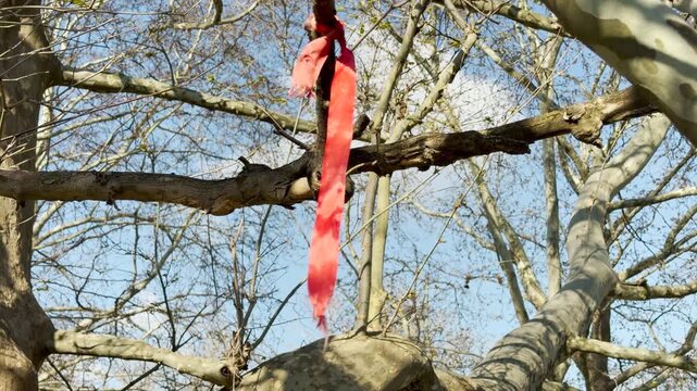 A vibrant red ribbon is tied to a rough tree branch, swaying gently in the open air. The scene feels mysterious yet hopeful, creating a lonely splash of color against the natural winter woods.