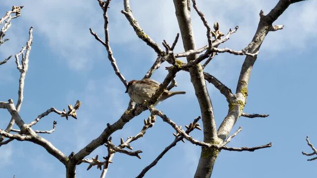 A tiny, fluffy bird sits peacefully on a lichen-covered branch among new spring buds. The bright, cloudy sky creates a feeling of hope and quiet joy in the natural world.