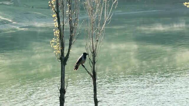 A lone crow sits quietly on a slender tree overlooking a fog-covered lake. The soft green water and morning mist create a mysterious, calm atmosphere. This scene feels still and thoughtful.