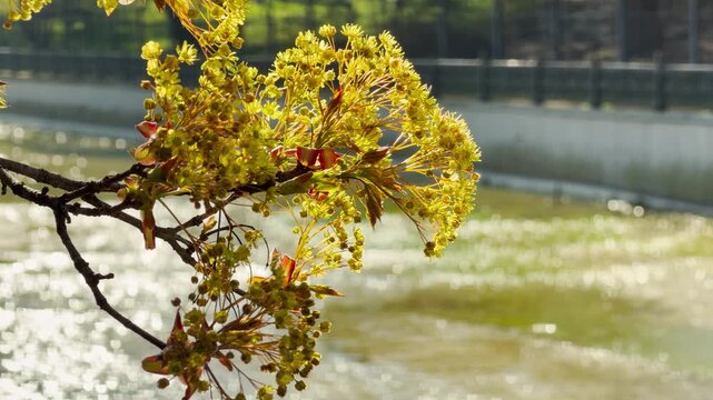 Bright yellow flowers bloom on a branch over a sparkling river. The warm sunlight creates a cheerful and hopeful feeling of spring. This peaceful scene captures the gentle beauty of new growth.