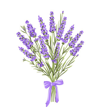 Provence lavender bouquet with ribbon bow vector