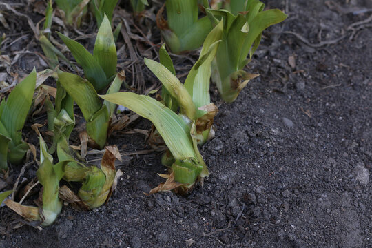 spring, shoots, plants, rural lifestyle, garden