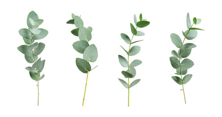 Collection of green eucalyptus branches isolated on transparent background. With clipping path. Cut out fresh green eucalyptus branches, mockup for design. Plant for essential oils, natural cosmetics © olgaarkhipenko