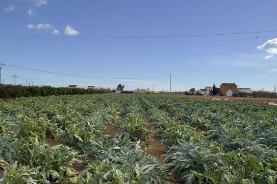 Agriculture of Valencia -  rows of artichoke plants with forming buds