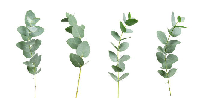 Collection of green eucalyptus branches isolated on transparent background. With clipping path. Cut out fresh green eucalyptus branches, mockup for design. Plant for essential oils, natural cosmetics