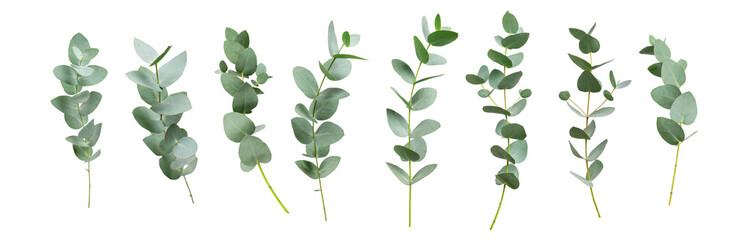 Collection of green eucalyptus branches isolated on transparent background. With clipping path. Cut out fresh green eucalyptus branches, mockup for design. Plant for essential oils, natural cosmetics © olgaarkhipenko