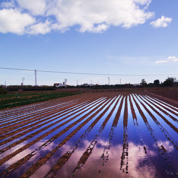 Flat fields of agricultural landscape of Horta de Val&egrave;ncia, Valencian Community, Spain
