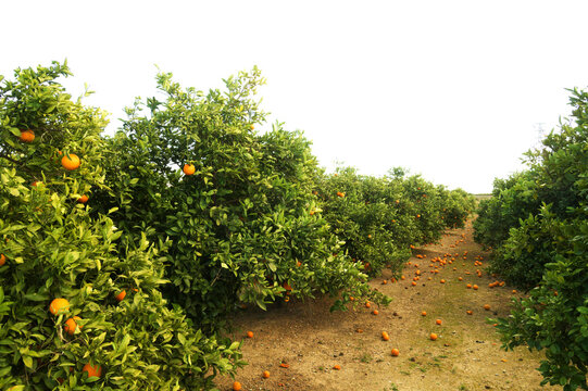 Agriculture of Valencia -  Orange fruit on branches