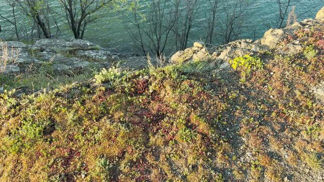 Colorful wildflowers and hardy plants grow along a rocky cliff overlooking a serene lake. This natural scene feels hopeful and vibrant. The gentle morning light highlights the beauty of the wild.