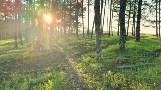 A small dirt path winds through a tall pine forest as the sun peaks through the branches. This quiet scene feels peaceful and full of wonder. The warm light creates a soft and dreamy mood.
