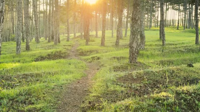 A small dirt path cuts through a bright pine forest as the sun peaks over the horizon. The glowing light and soft green grass create a joyful, warm feeling. It is a peaceful morning in nature.