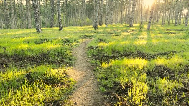 A dirt path winds through a vibrant green forest as warm sunlight glows through the trees. This peaceful scene feels calm and refreshing. It is a perfect place for a quiet morning walk.