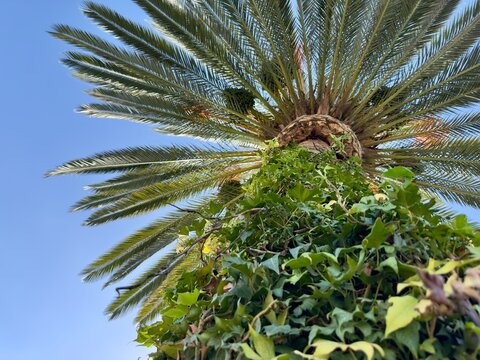 A low-angle view looking up into the canopy of a palm tree with ivy climbing its trunk in San Marcos.