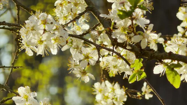 Delicate white flowers bloom beautifully on dark tree branches in the spring sun. This lovely scene feels peaceful and full of hope. The soft petals glow with a warm and happy energy.