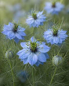 Flor natureza 