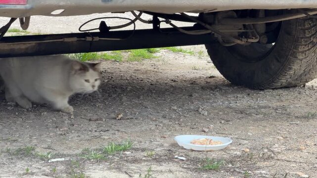 A cautious white cat creeps toward a small plate of food on the gravel. Seeking safety under a vehicle, the hungry animal feels both nervous and hopeful. It is a quiet, touching moment of care.