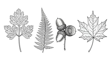 A vintage botanical illustration featuring detailed drawings of various leaves an acorn and fern fronds © Shakil