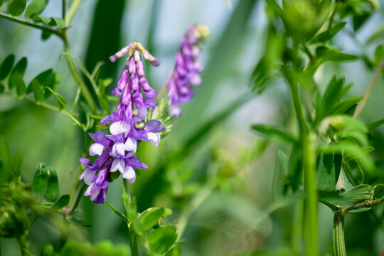 Close Up of Hairy Vetch (Vicia Villosa) Purple Blossoms in Fresh Green Field