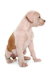 Fototapeta premium puppy american bulldog
