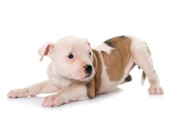 Fototapeta premium puppy american bulldog
