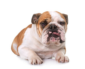 Obraz premium english bulldog in studio