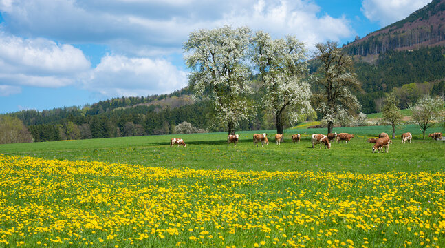 Idyllic spring landscape in Austria with cows grazing on a green meadow with yellow dandelions and blooming trees.