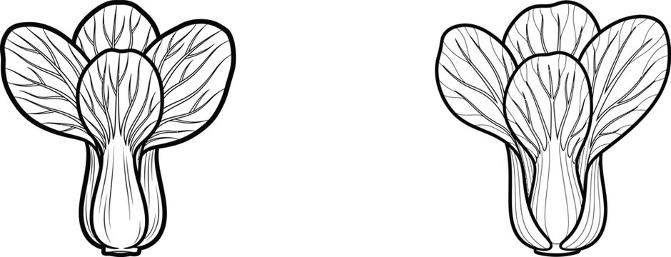 Pak Choi Bok Choy Cabbage Line Art Detailed Vegetable Botanical Illustration