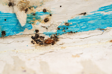 Obraz premium Bed Bug Infestation Close Up Detail