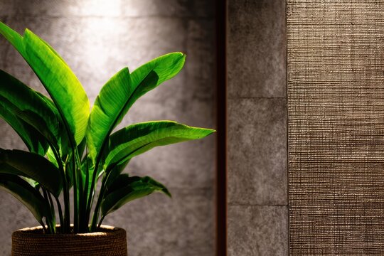 屋内植物は、居心地の良い環境でモダンな装飾に命を吹き込みます