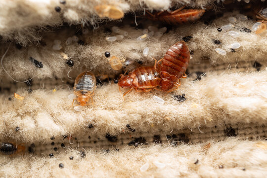 Bed Bug On Fabric Close Up Detail