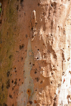 Close-up of weathered tree bark texture with natural wood borer holes and mottled patterns.