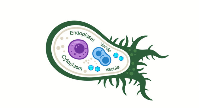 Amoeba cell diagram illustration with cytoplasm, nucleus, and vacuoles