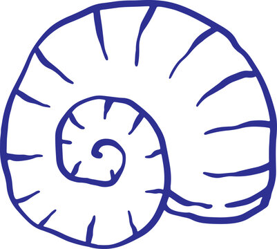 Ammonite Sea Shell